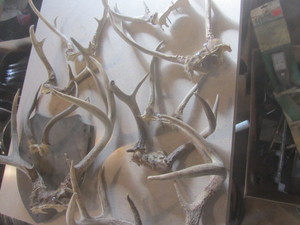 lot 465 image: Antlers