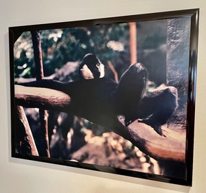 Large Framed Photograph of an Adorable Monkey