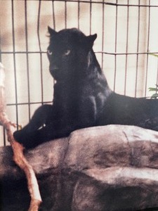 Framed Panther Photograh