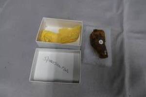 lot 84 image: SPINOSAURUS TOOTH