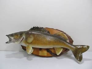 lot 48 image: Genuine Taxidermy Walleye Fish Mount