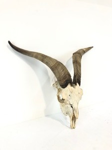 lot 339 image: Genuine Goat Skull 