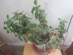 lot 44 image: Jade House Plant