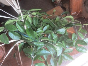 lot 45 image: Hoya House Plant