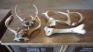 Animal Antlers