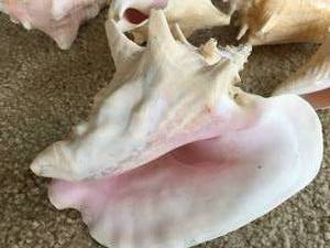 lot 169 image: Wonderful Seashells