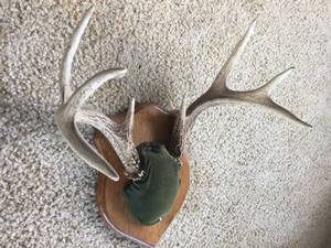 lot 229 image: Deer Rack Mount