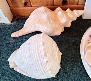 lot 18 image: Huge Variety Of Seashells