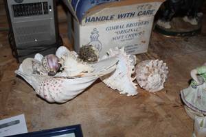 Lot of (Approximately 12) Sea Shells Collection