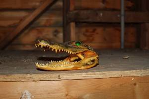 Baby Alligator Skull Table Dcor