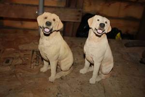 Lot of (2) Dog Figurines 10H