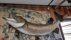 lot 121 image: Northern Pike Fish Mount
