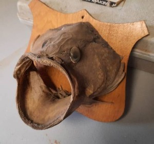 lot 124 image: Fish Head Mount