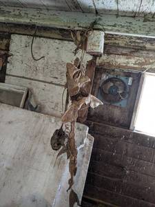 lot 591 image: Lot of 3 Dried Sturgeon Carcasses - They are about 55, 42 and 36
