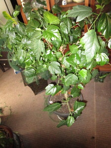 lot 110 image: Hibiscus Tree