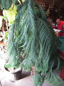 lot 116 image: Norfolk Pine