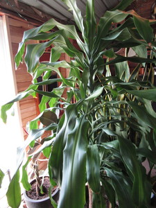 lot 111 image: Dracaena House Plant