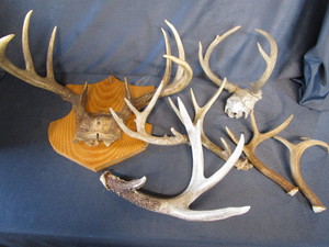 lot 124 image: Deer Antlers
