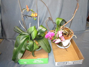 lot 158 image: Orchids