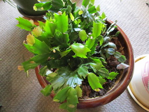 lot 159 image: Christmas Cactus