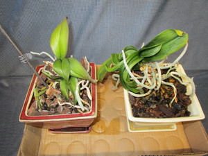 lot 160 image: Orchids