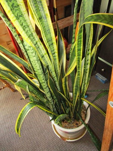 lot 161 image: Snake House Plant