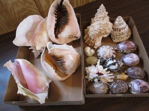 lot 59 image: Sea Shells