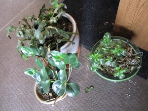lot 407 image: Christmas Cactus