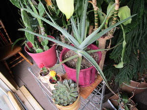 lot 409 image: Cacti