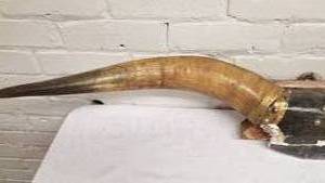 lot 94 image: Mounted Bull Horns