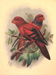 lot 181 image: Framed Red Parrot Print