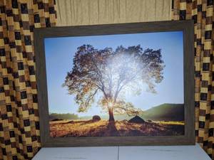 lot 244 image: Large Framed Tree Photograph Print