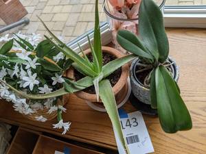 lot 143 image: Live and Faux Potted Platns