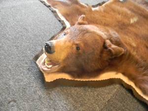 lot 50 image: VINTAGE REAL BEAR SKIN RUG - AWESOME PIECE - NICE COULD USE A EASY FIX TO EDGE - APPROX - SEE PICTURES