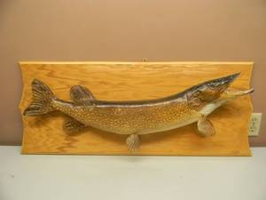 lot 51 image: LARGE AWESOME FISH TAXIDERMY MOUNT - NICE PIECE - APPROX 40W BY 16H - SEE PICTURES