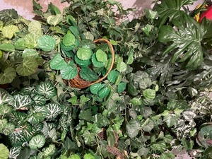 lot 366 image: Large Lot of Greenery