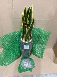 lot 27 image: Indoor 3-Ft. Sansevieria Artificial Plant in Gray Bullet Planter by Nearly Natural Customer Returns See Pictures