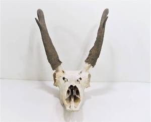 lot 36 image: Genuine AntelopePronghorn Skull