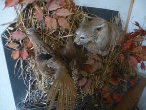 lot 116 image: Wild Bobcat