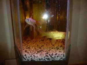 lot 22 image: Aquarium With Fish