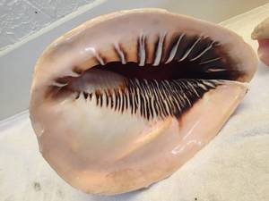 lot 165 image: Two Large Seashells