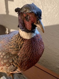 lot 177 image: Vintage Pheasant Mount