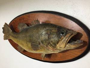lot 309 image: Vintage Largemouth Bass Mount