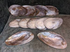 11 Shell Trinket Bowls