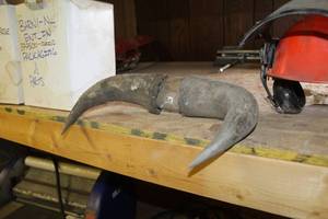 lot 1053 image: Bull Horn Dcor 15Lx8H