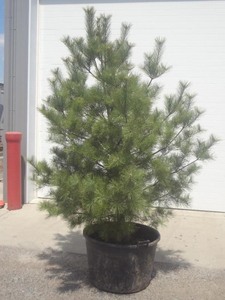 White Pine Tree