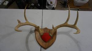 lot 110 image: Mounted Deer Antlers