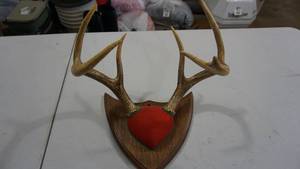 lot 111 image: Mounted Deer Antlers