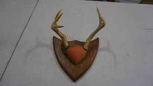 lot 113 image: Mounted Deer Antlers