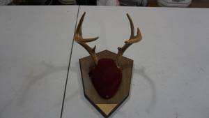 lot 114 image: Mounted Deer Antlers